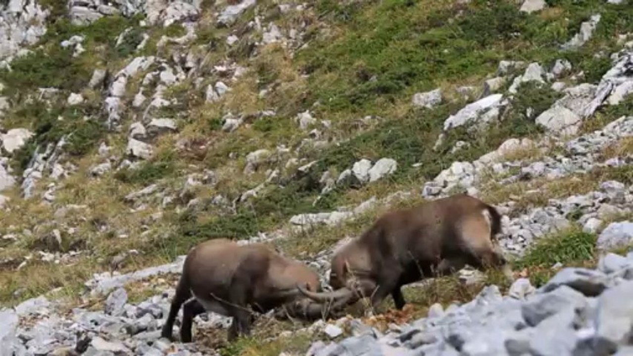 joute de bouquetins des alpes