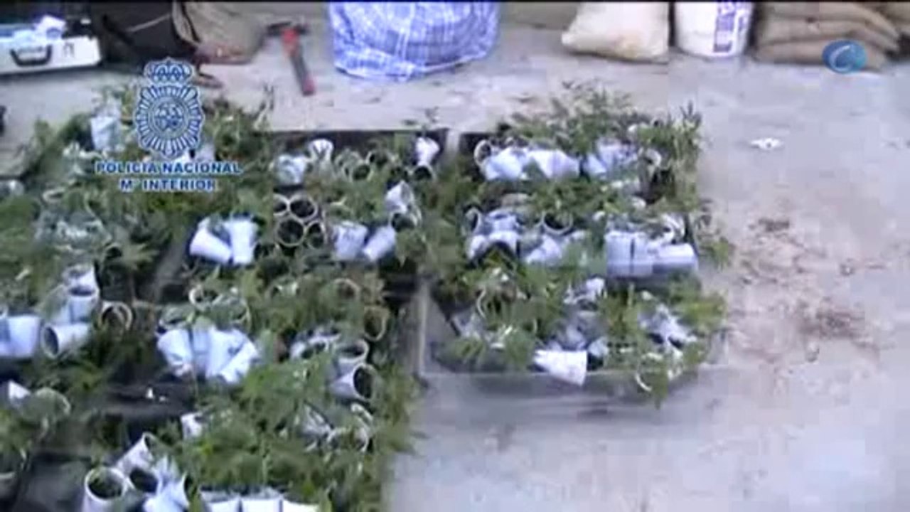 Desmantelan uno de los mayores invernaderos de marihuana en Valencia