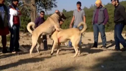 ÖDEMİŞLİ DUMAN & GÖRECELİ KADİRİN EFE