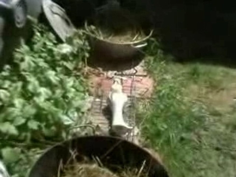 raku auto1