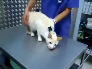 How to imobilize your CAT... AWESOME...