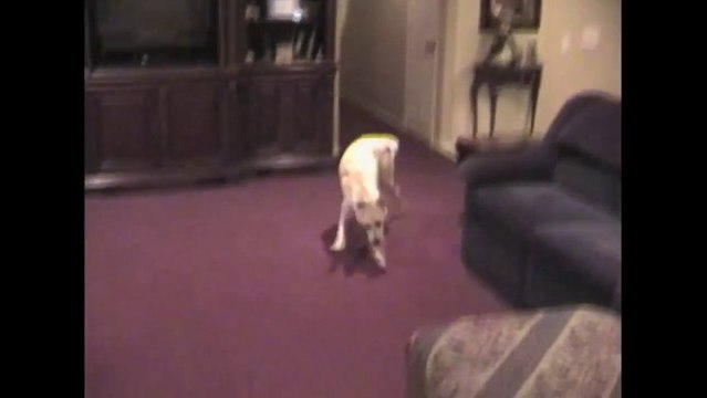 Un Labrador devient fou et se frotte au sol comme un dingue.