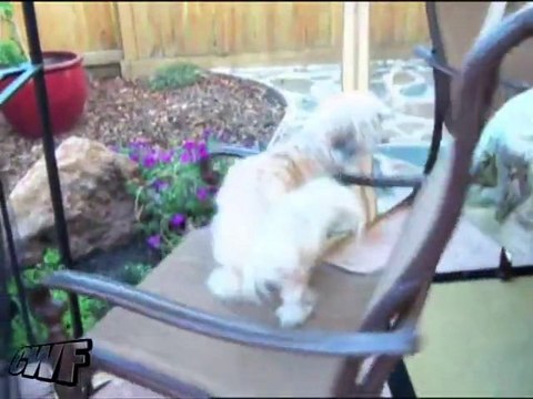 Le chien tournant!! Trop marrant...