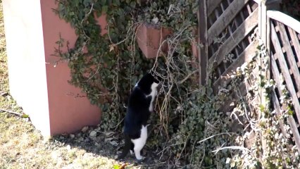 Funny Cat compilation November 2013