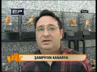 Cenk Erdem - Hötk - Şampiyon Kanarya