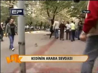 Cenk Erdem - Hötk - Kedinin Araba Sevdası