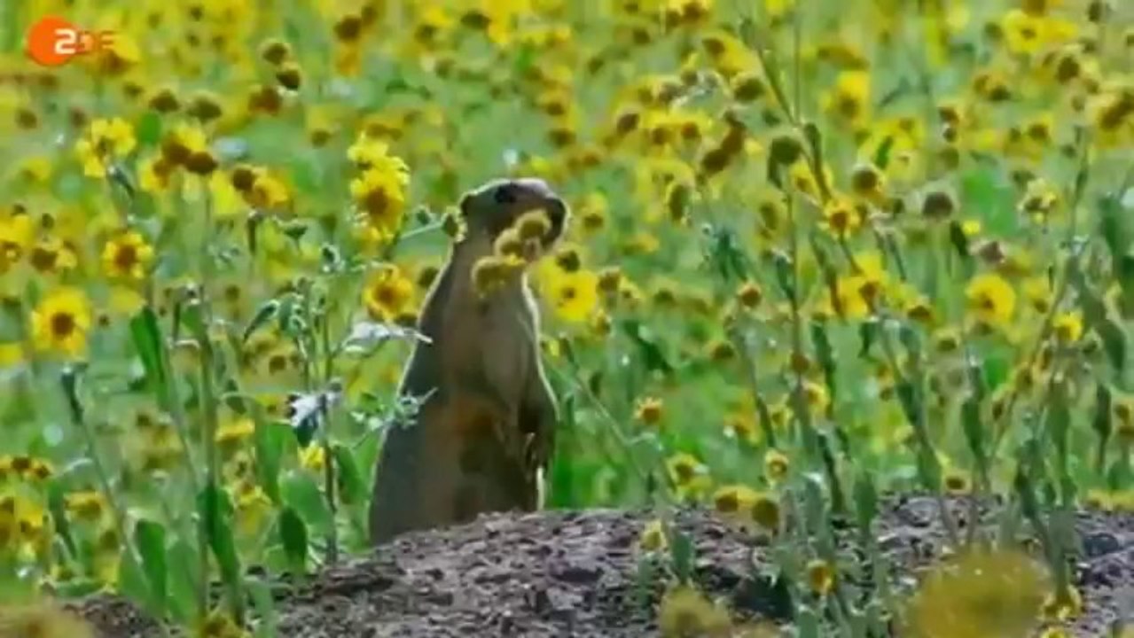 Terra x - supertiere (3): dicke freunde - (zdf)