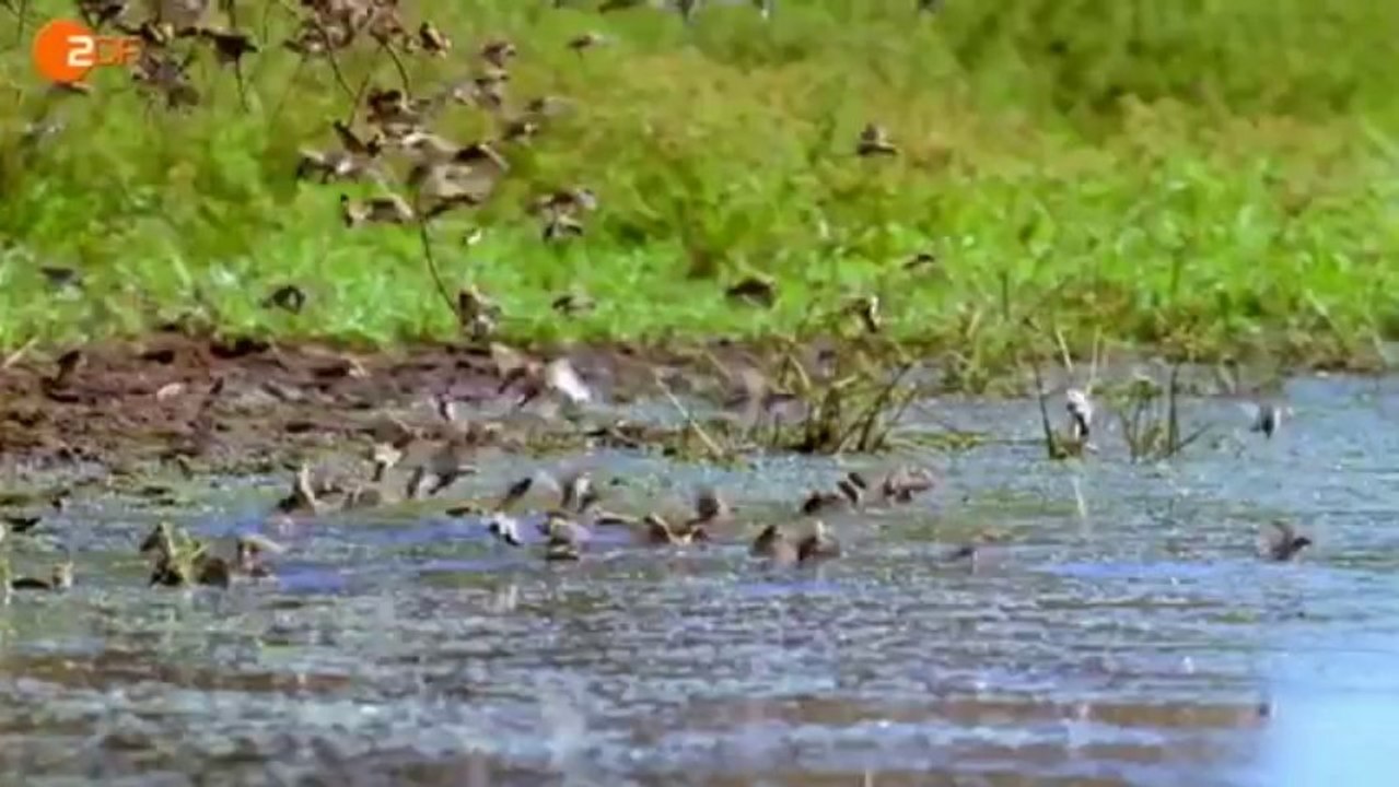 Terra X - Supertiere (3): Die Scharfsinnigen - ZDF