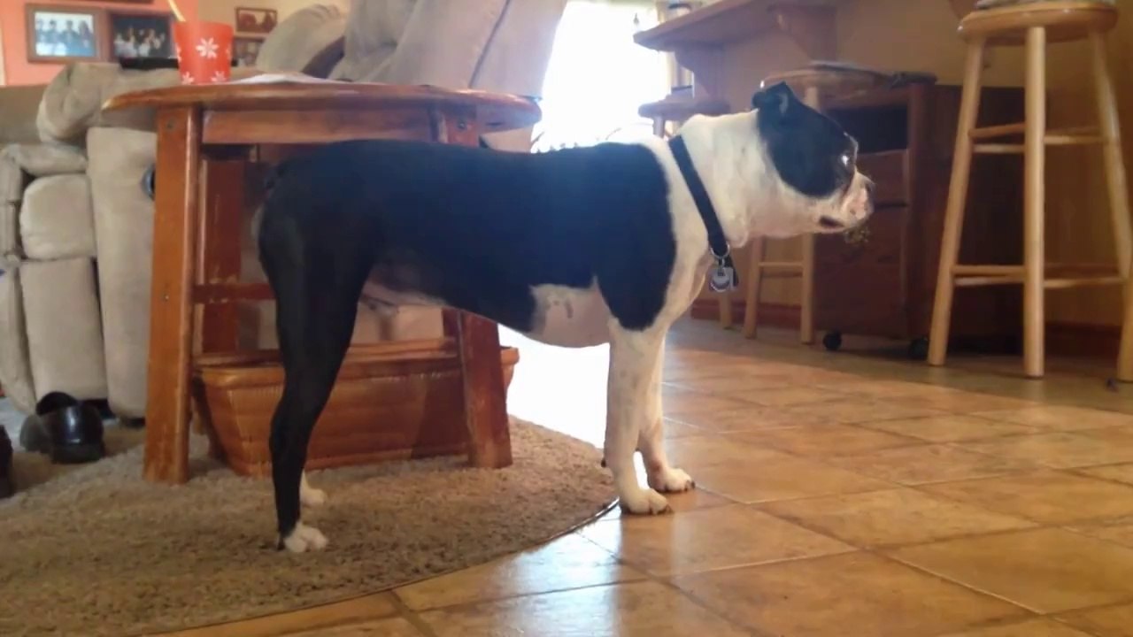 Rocco The Boston Creeper