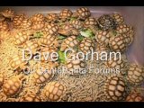 Dave Gorham on SantaBanta Forums