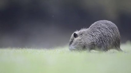 Jeune ragondin en plein repas