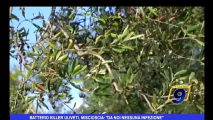 Batterio killer uliveti, Miscioscia: "da noi nessuna infezione"