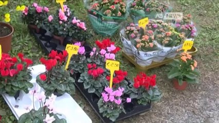 DEFUNTI, STABILI I PREZZI DEI FIORI