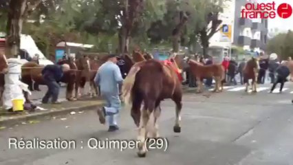 Les hommes courent aux côté des poulains - Concours de poulains