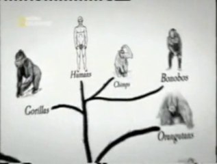 Primates humanos: Apareamiento privado