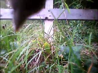 chat chasse une souris