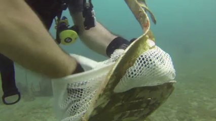 Clip nettoyage baie pointe des Nègres