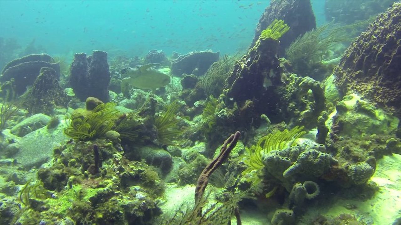 La pointe de la Baleine