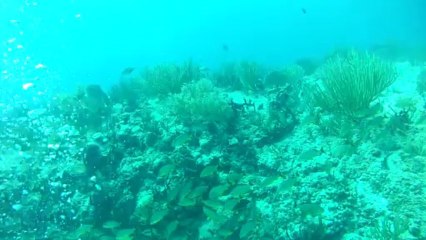 Un petit moment d'une plongée à Playa Del Carmen octobre 2013