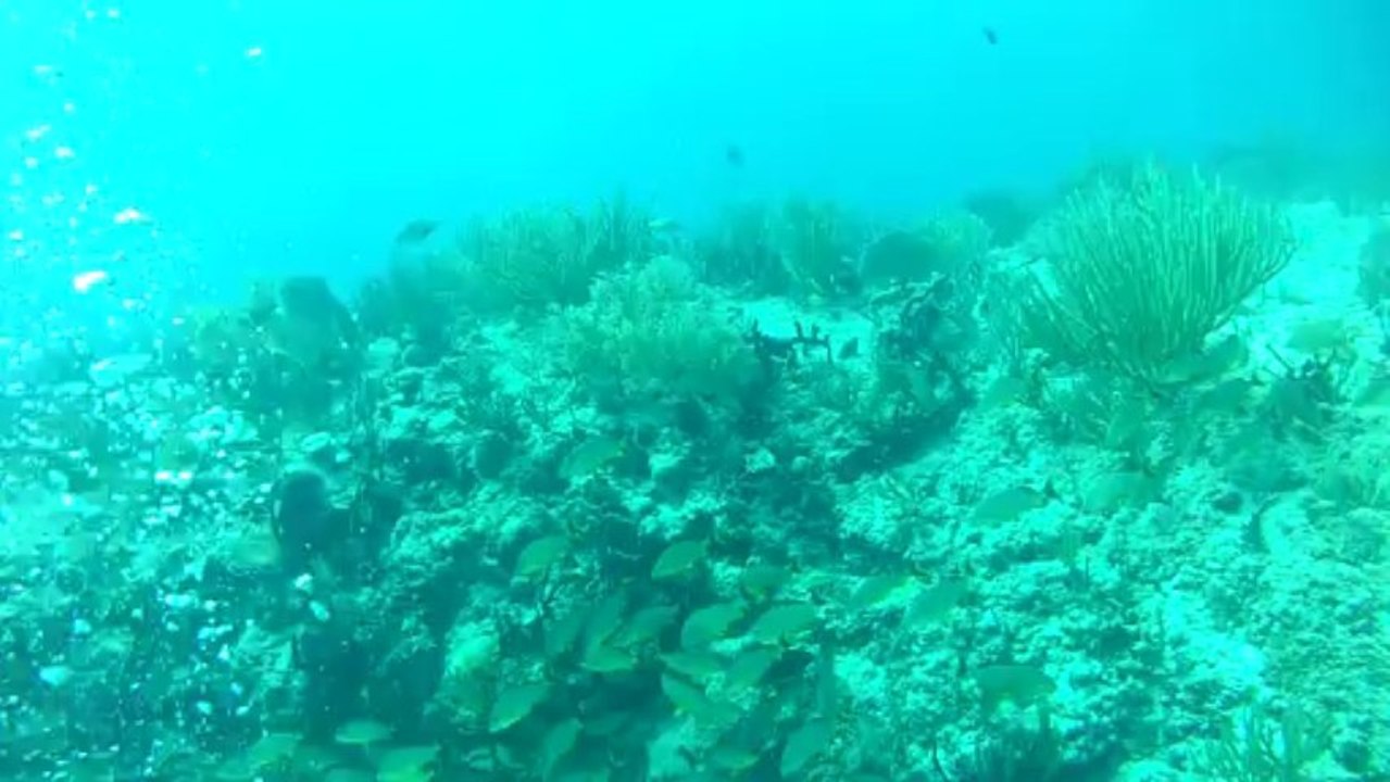 Un petit moment d'une plongée à Playa Del Carmen octobre 2013