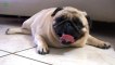 Pugs are gly but Pugs are funny!! Enjoy the compilatin!