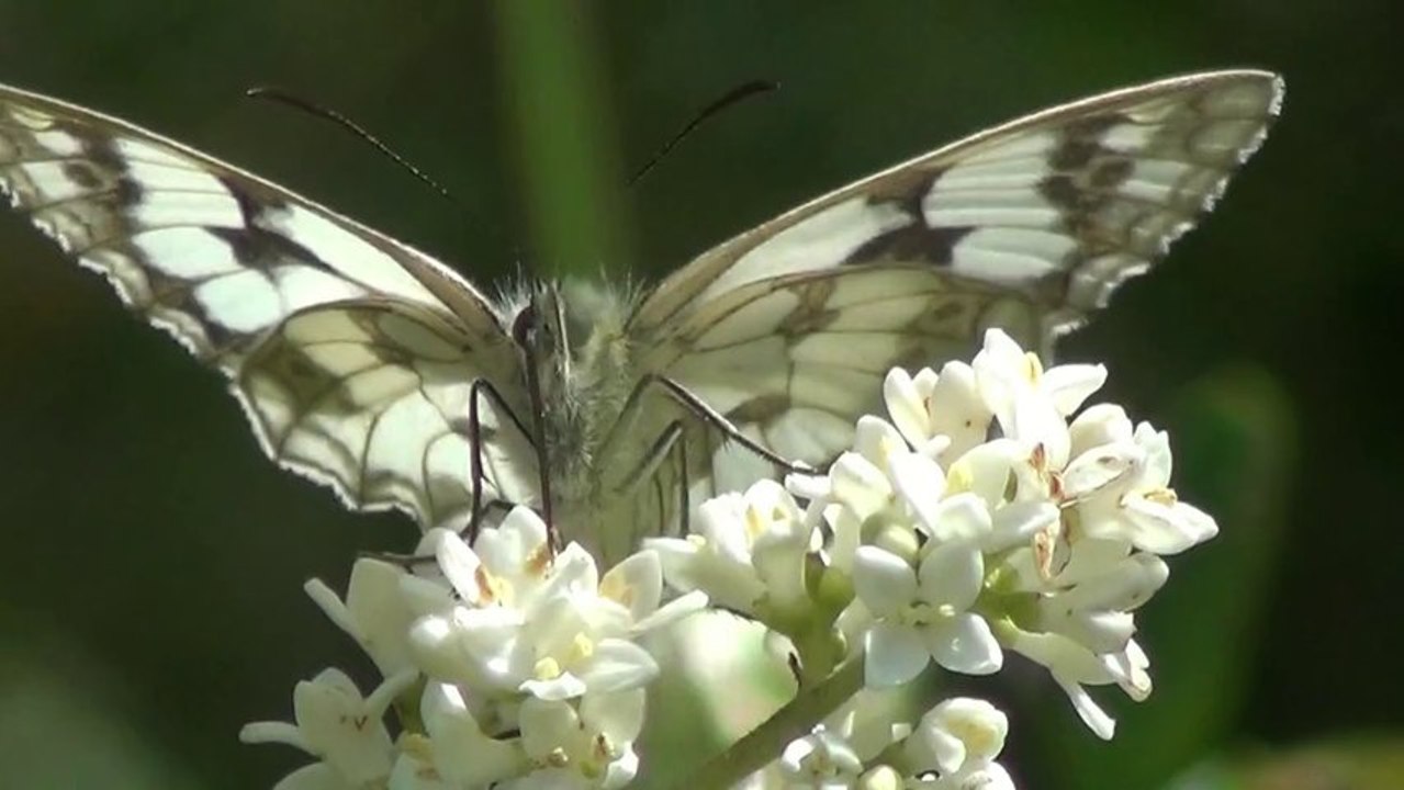 Papillon demi-deuil