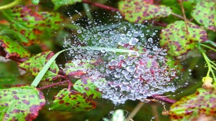 Dew Drops (PP720p)