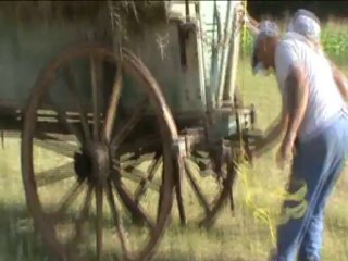 Rentrée des foins avec deux boeufs Normands en 2013.