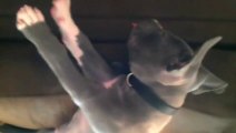 Dogs are cool! But Pitbulls Are Awesome.. Funny compilation...