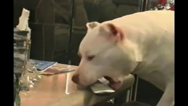 Les chiens c'est cool mais les PITBULLS c'est top.... Compilation de PITBULLS qui font des conneries!