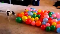 Cute Dogs and puppies Popping Balloons - Awesome DOG Compilation