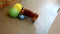 Compilation de CHIENS qui éclatent des BALLONS. Complètement fou ces toutous.