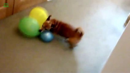 Télécharger la video: Compilation de CHIENS qui éclatent des BALLONS. Complètement fou ces toutous.