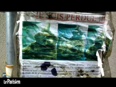 Disparitions de chats : ils offrent une récompense de 10 000 euros