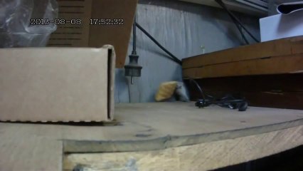 Мышь и печенье. Лучшее видео для мотивации. Никогда не сдавайтесь