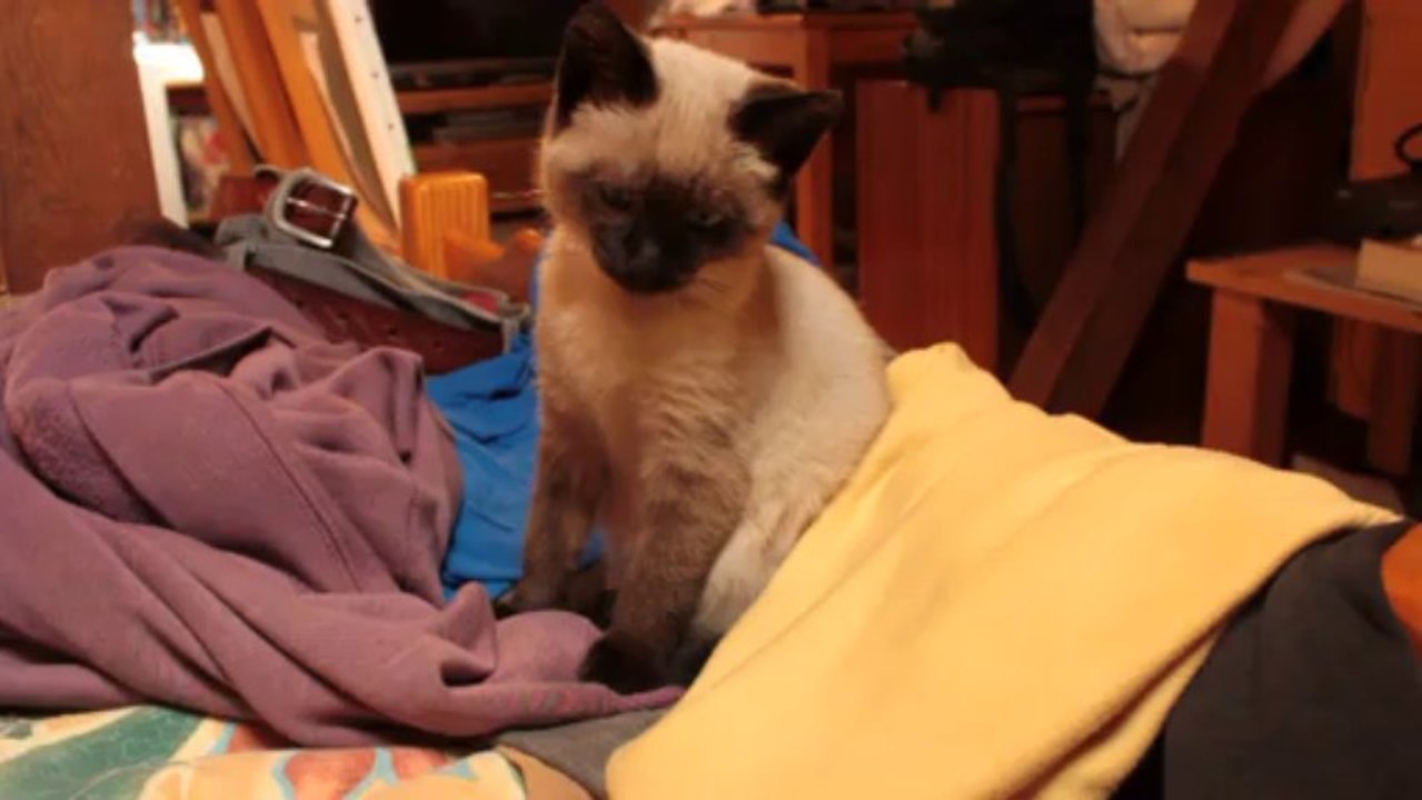 LILY KITTY CHATOUNE SE REVEILLE