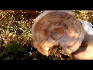 3 Kasım 2013 kanlıca mantarı Sakarya Çilekli Köyü