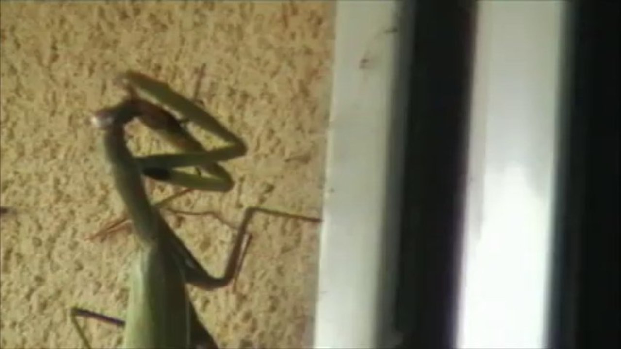 mante religieuse contre araignée