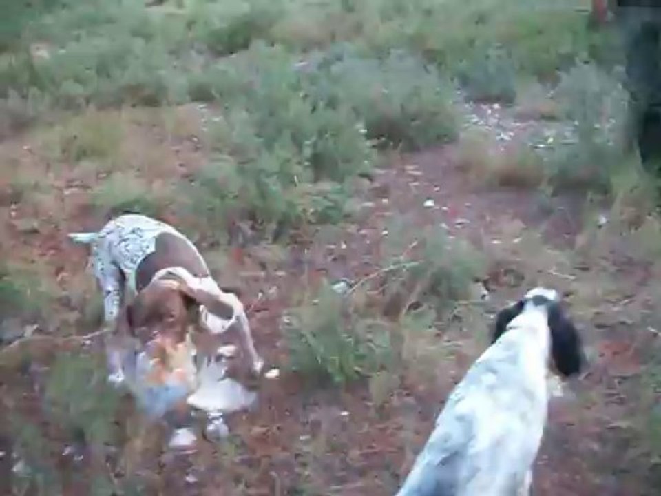cirka à la chasse