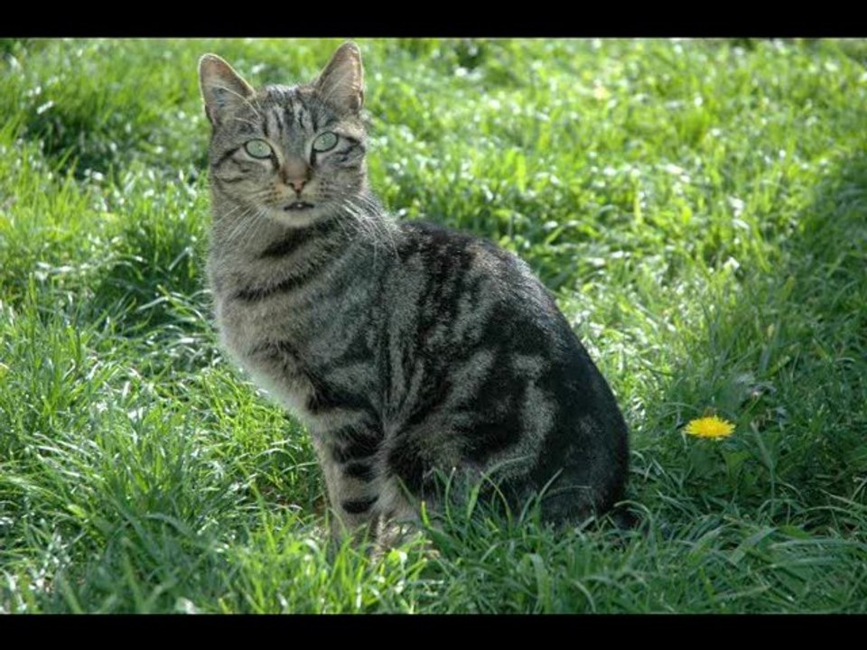 CIPAM - Chat - Hello