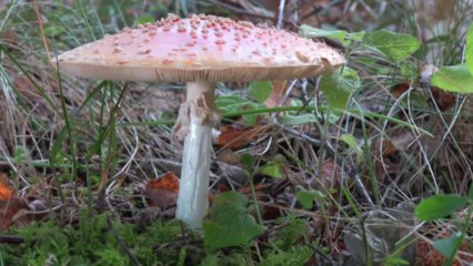 Les Hautes Chaumes du Forez  [ 3 ] automne