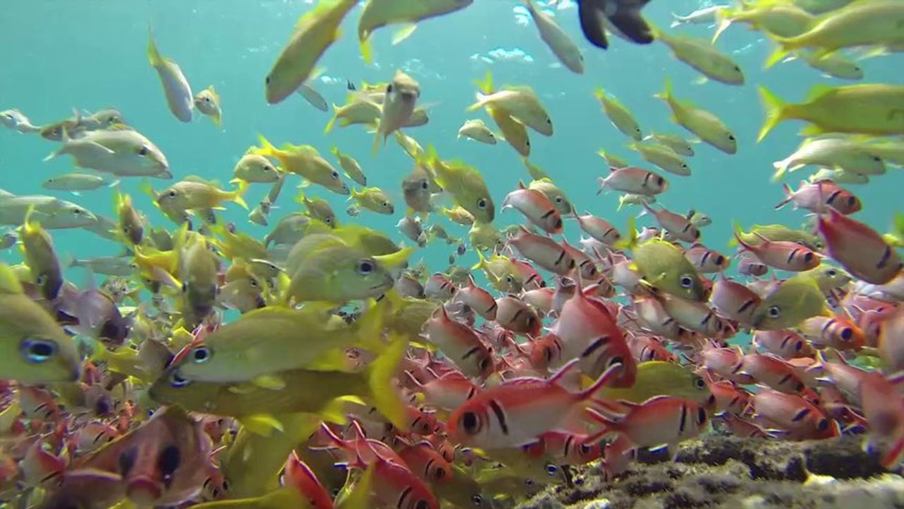 Ambiance faune Grande Anse d'Arlet