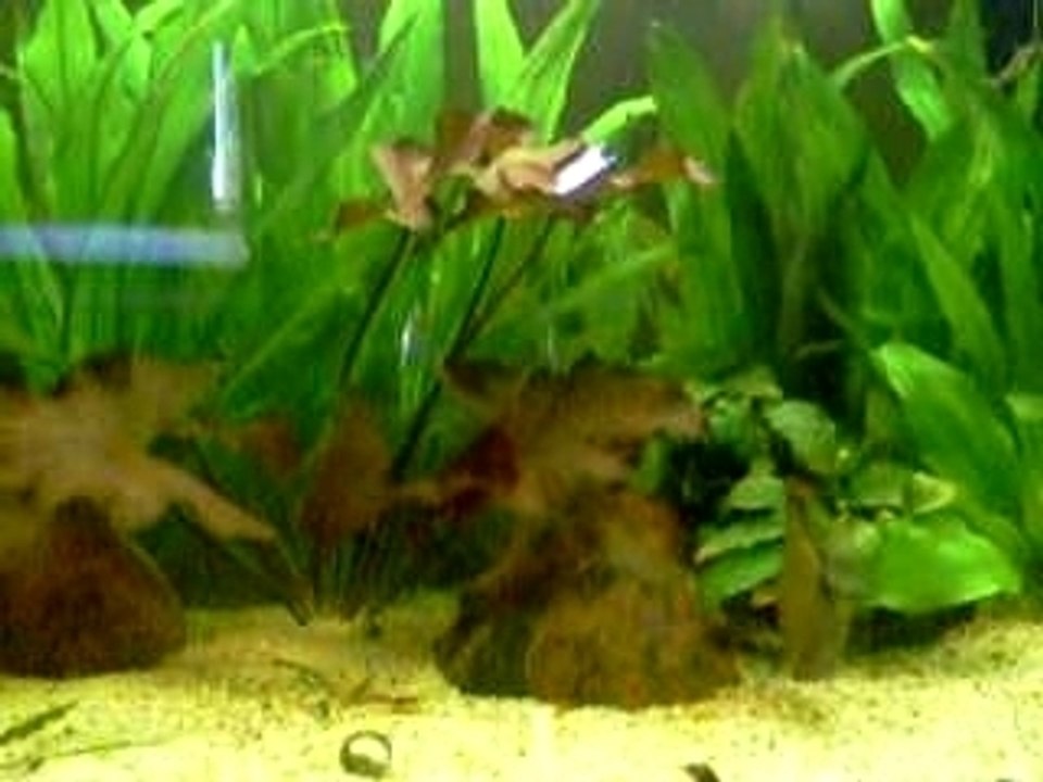 Discus