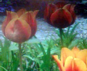 Khatam e Nubuwwat by Qari Ijaz