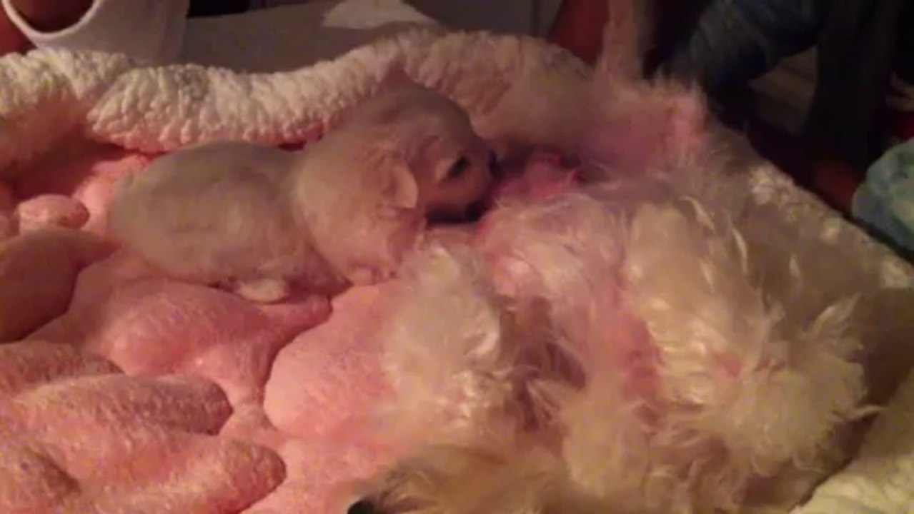 Jadore Joys von Rosenholz 09.10 (4)