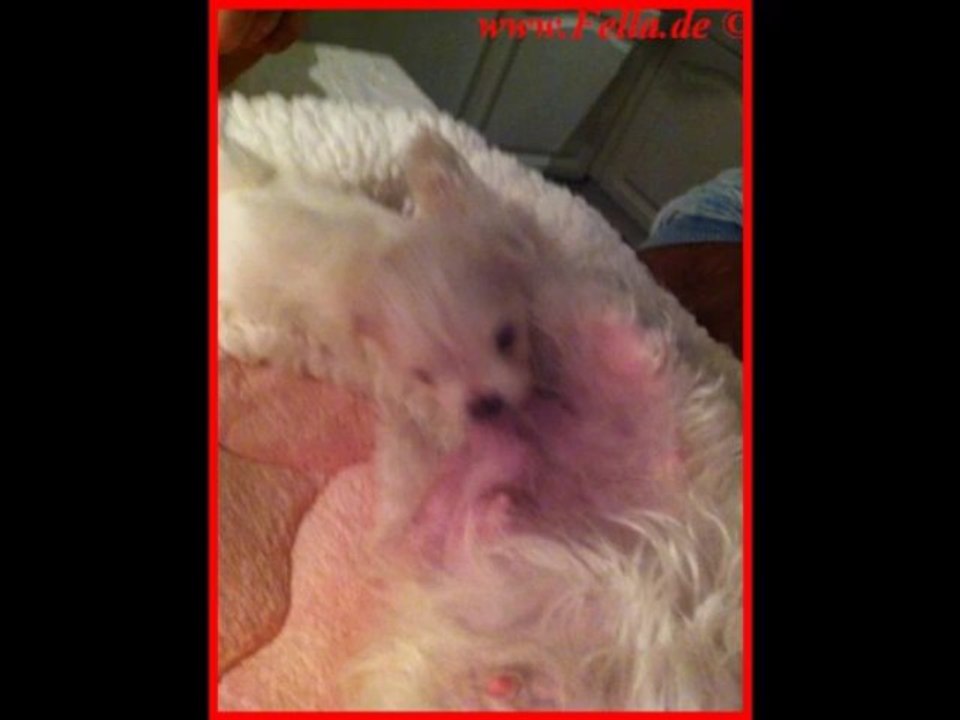 Video Jadore Joys von Rosenholz vom 09.10