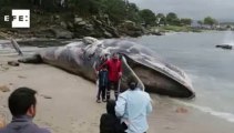 Las autoridades estudian cómo retirar la ballena muerta aparecida en una playa gallega