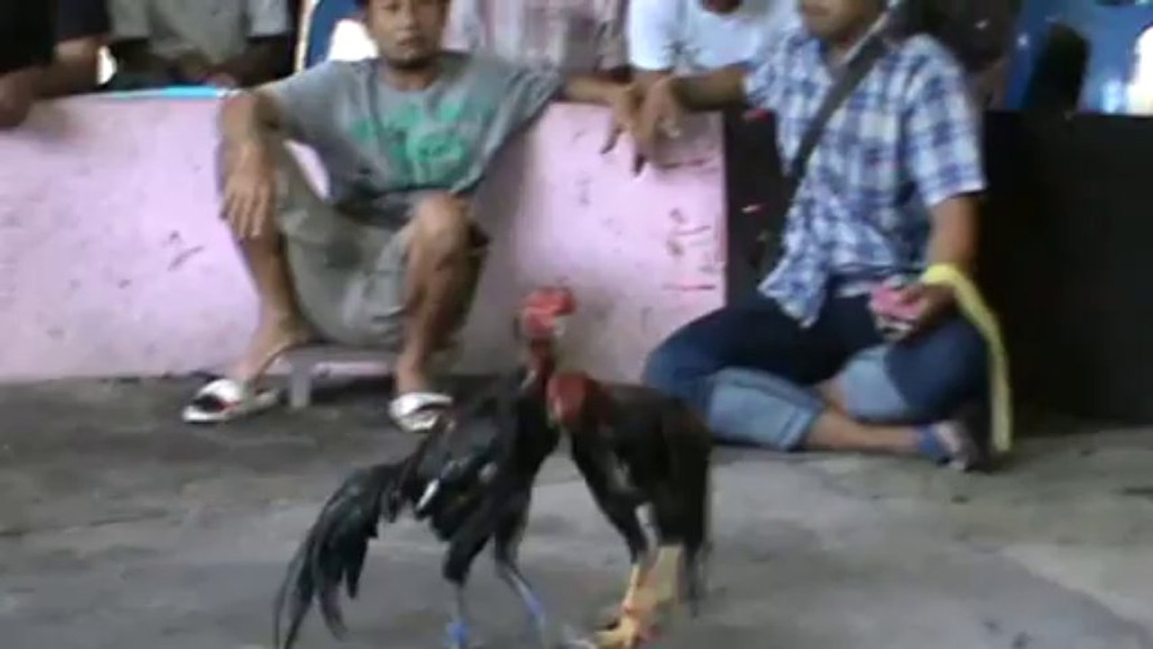 ไอ้อึด ไก่ชนสวนแตง อัน1