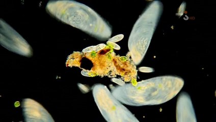 Cuda życia. Odc.2. Świat zmysłów.