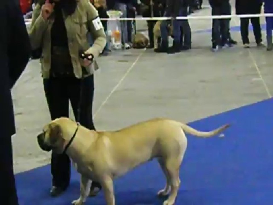 exposition canine metz 03/11/2013 classe jeune femelle dogo canario